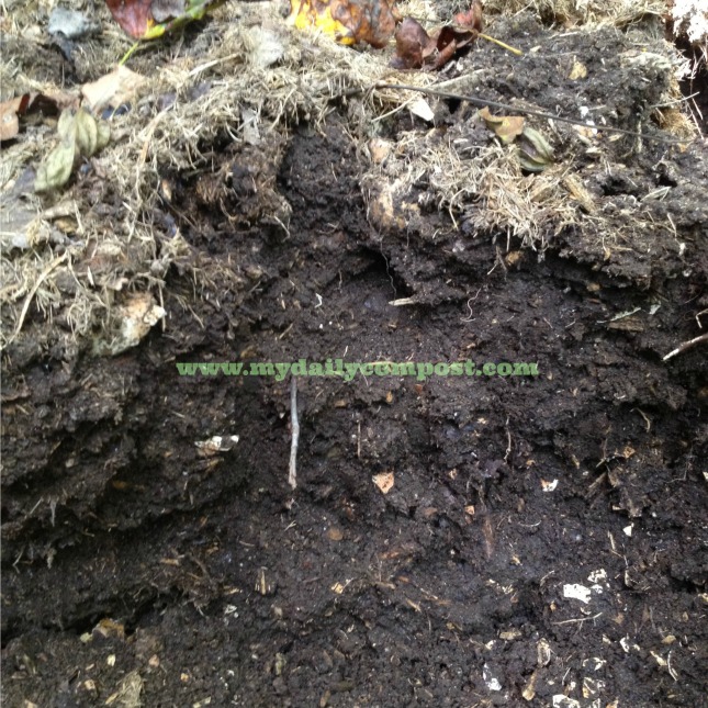 compost fall closeup 9.16.13