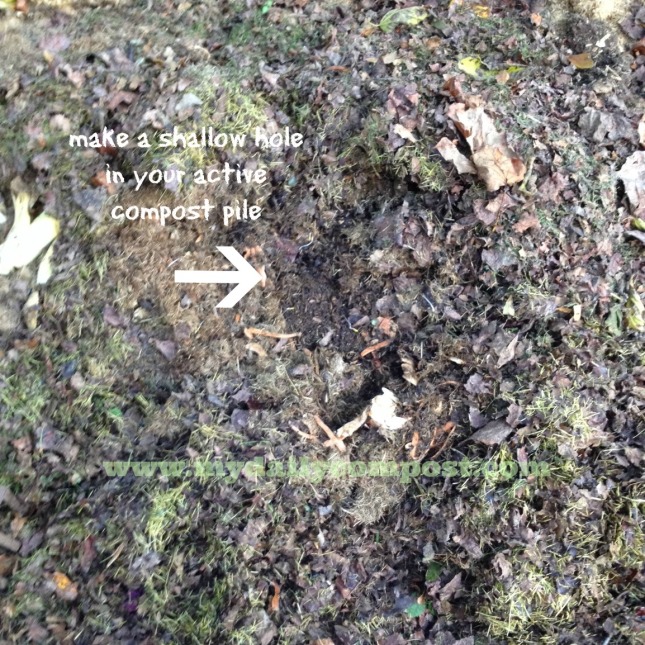 compost pile hole 10.4.13
